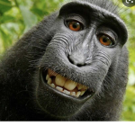 Spicy monkeys