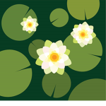A Lily pad