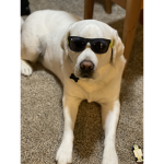 cool dogs are awesome
