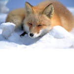 the rad foxes