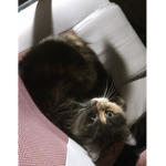 Halenkitty Fan group