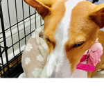 Love dogs for life group