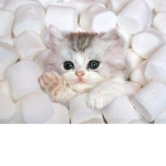 The marshmallow kitten fan club