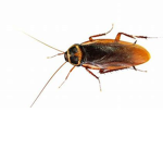 the roach