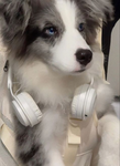 DOGSSSSSSSSSS~+
