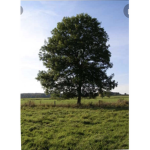 #trees help our environment