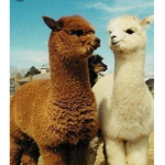 Llama people the official