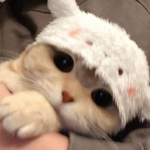 ~d0llzq~