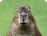 Capybara island crew