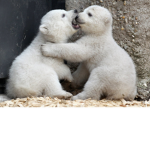 THE BEAR ARMY OF LIFE