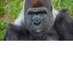 Hi Gorilla