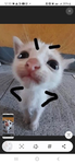 That one little cat