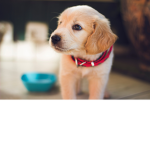 doggss