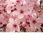 Glower friends