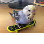 SkateBird Fanclub