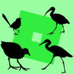 Roblox Birders