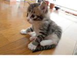 kitty meow grouppp