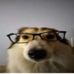 nerd dog's group
