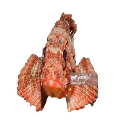 fish 9 Roblox decal