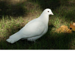 -_Pigeon_-