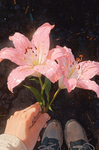 Iris lily's