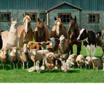 hwats group