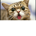 :3 The Cat Clan :3 the 2nd