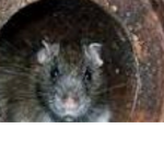 The rat enthusiasts