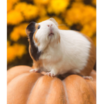 Guinea. Pig group