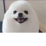Egg dog fan group