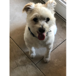 dog pqws