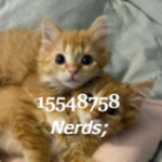 Nerds;