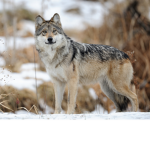 Awesome Wolves Club