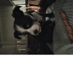 The puppy love