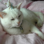 snuf