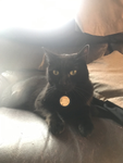 eddie fluff club