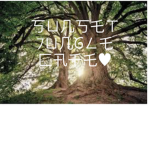 Sunset Jungle Groups