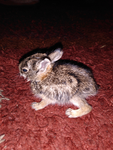 babybunny fan