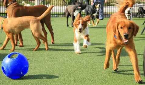 The Dogy Daycare's pet shop