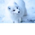 Galaxy’s Arctic Fox Group!