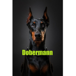 Dobermann
