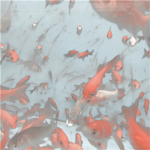 Aholaxfishys