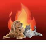 Fire puppiez & catz