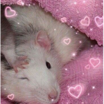 Ratzz <33