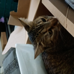 Mi gatoooo
