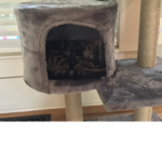 SUSHI THE CAT :D