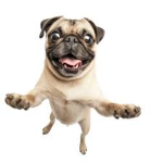 the pug empire.
