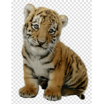 ~|| Cute Tigers ||~