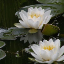 ୨ ๋🌼 𝅄 🌿🧺
