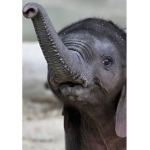 animals and plants show especially